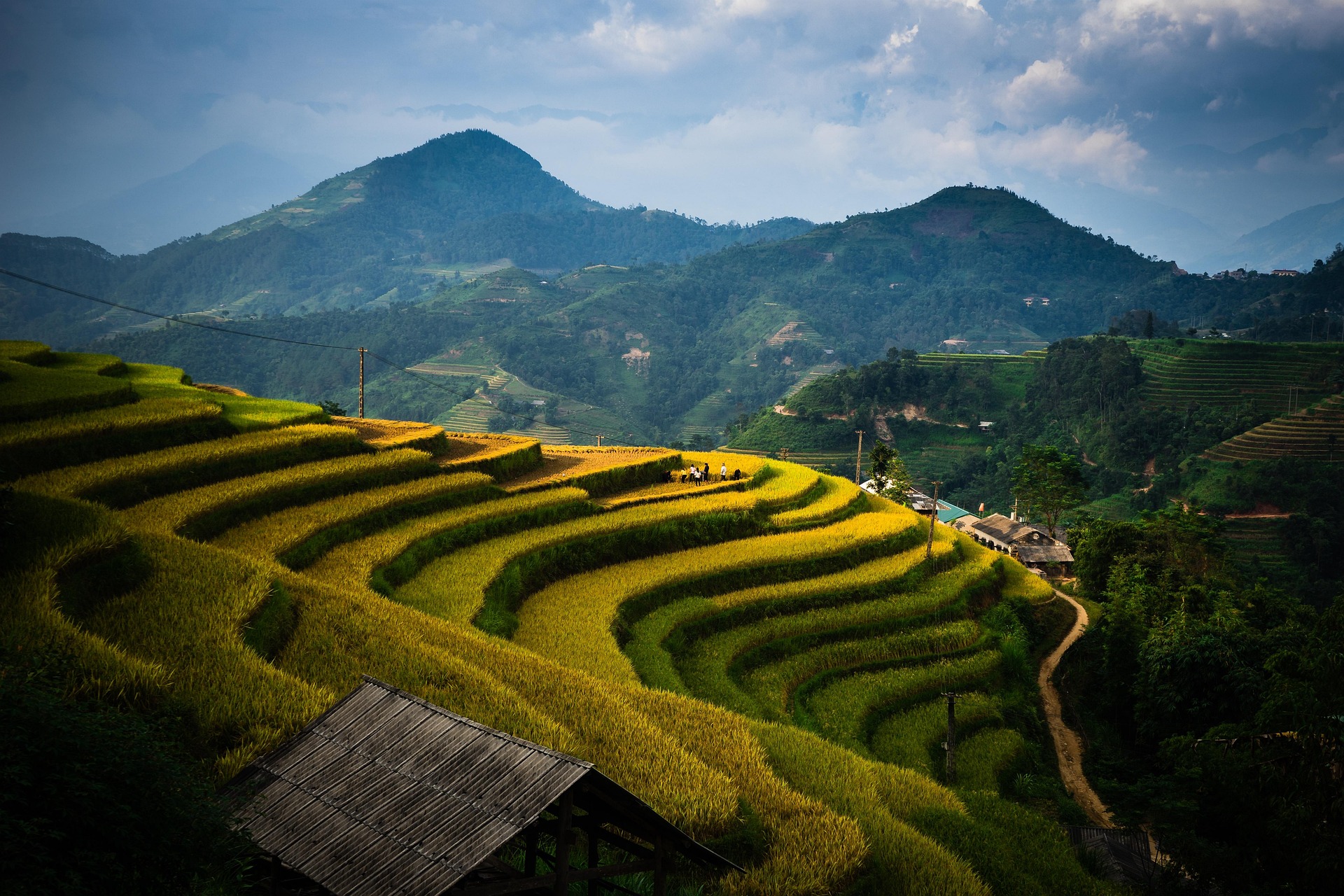 Rice field representing branching paths in version control