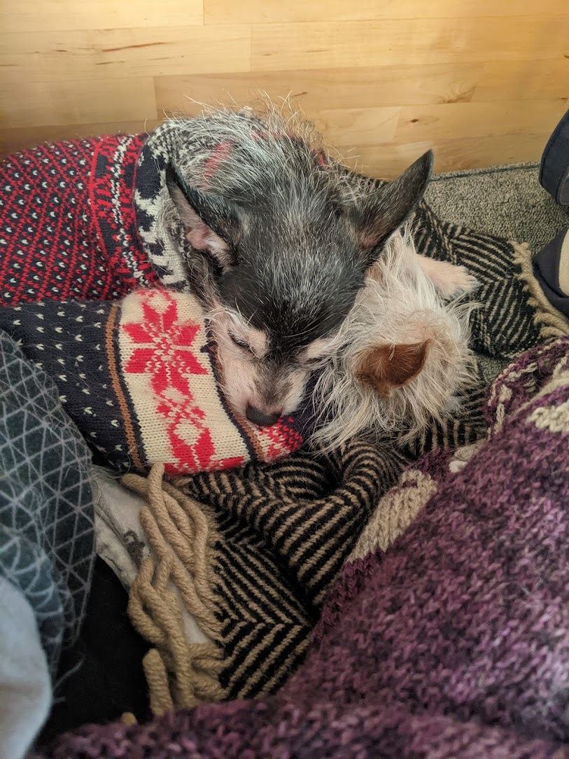 Image contains two small dog cuddling while wearing sweaters and on a warm blanket